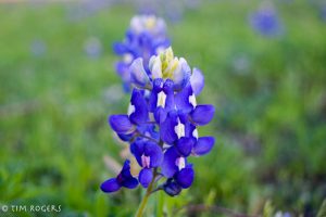 early bluebonnets 2017-2