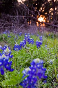 early bluebonnets 2017-4