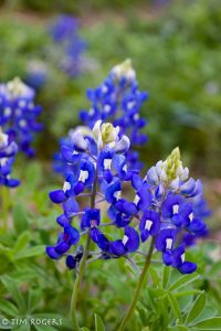 early bluebonnets 2017-7