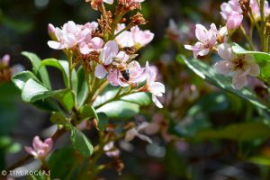 flowers with bees