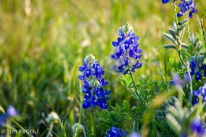 wildflowers april 2017-2