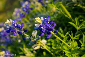 wildflowers april 2017-3