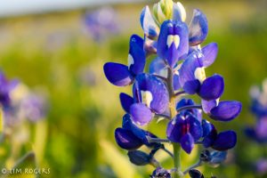 Bluebonnet