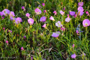 Pink Evening Primrose